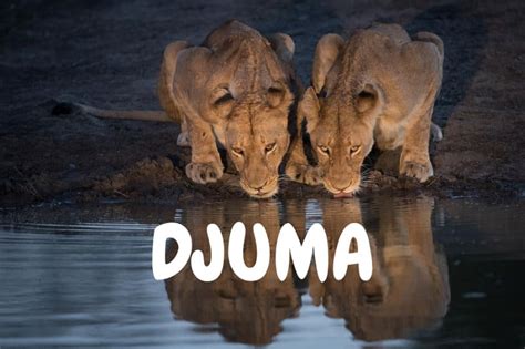 african wildlife cam|Djuma Dam Cam